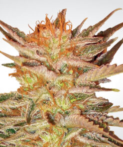 Ice Cream fem Paradise Seeds
