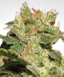 Auto Jack Paride Seeds