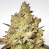 Jacky White fem Paradise Seeds