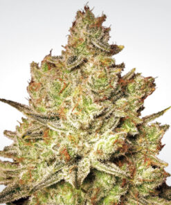 Jacky White fem Paradise Seeds
