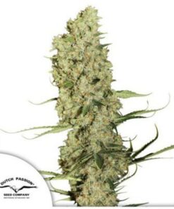 Jorge's Diamonds #1 fem Dutch Passion