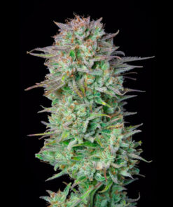 kosher cake fast buds