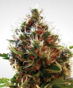 Lucid Bolt fem Paradise Seeds