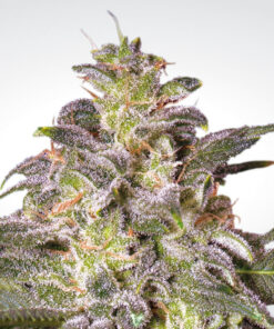 Magic Bud fem Paradise Seeds