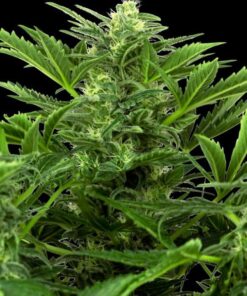 Mandarin Punch auto Sensi Seeds