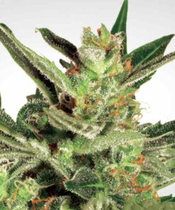 Automaria II auto Paradise Seeds