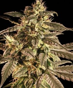 Maxi Cloud auto Seed Salad