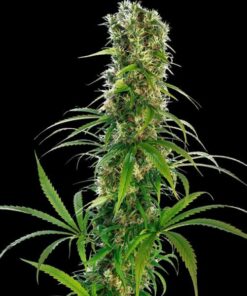 Michka fem Sensi Seeds