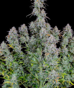 mimosa cake fast buds