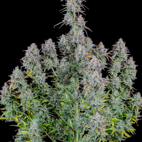 mimosa cake fast buds
