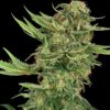 N13 Kush fem Sensi Seeds