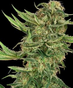 N13 Kush fem Sensi Seeds