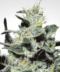 Nebula fem Paradise Seeds