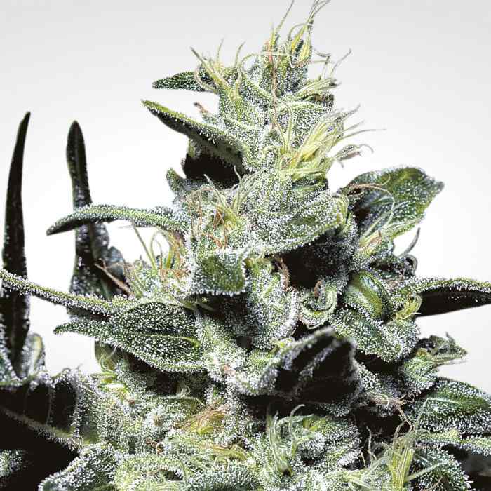 Nebula fem Paradise Seeds