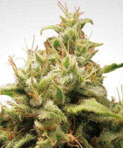 Opium fem Paradise Seeds