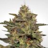 Original Cheese fem Paradise Seeds
