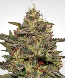 Original Cheese fem Paradise Seeds