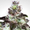 Original White Widow fem Paradise Seeds