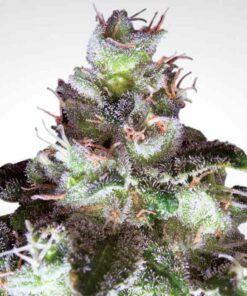 Original White Widow fem Paradise Seeds