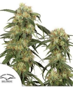 Pamir Gold fem Dutch Passion