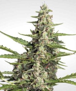 Pandora auto Paradise Seeds