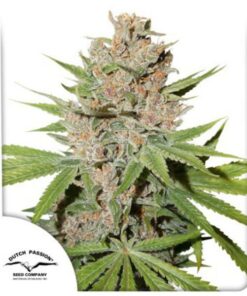 Passion Fruit fem Dutch Passion