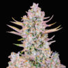 purple punch fast buds