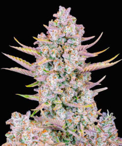 purple punch fast buds