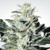 Sensi Star fem Paradise Seeds