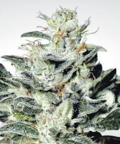 Sensi Star fem Paradise Seeds