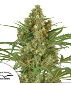Snow Bud fem Dutch Passion
