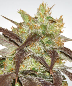 Spoetnik #1 fem Paradise Seeds