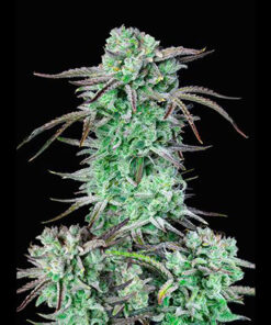 strawberry banana fast buds