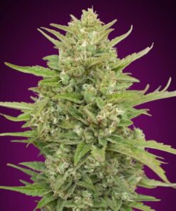 Super Skunk auto 00 Seeds