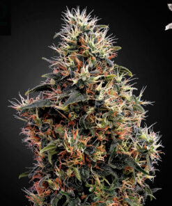 Sweet Mango - auto (grn)