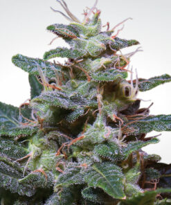 Sweet Purple fem Paradise Seeds