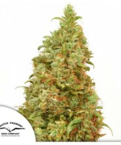 THC Victory fem Dutch Passion
