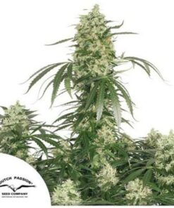 The Ultimate fem Dutch Passion