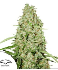 Think Fast fem Dutch Passion