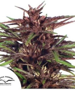 Twilight fem Dutch Passion