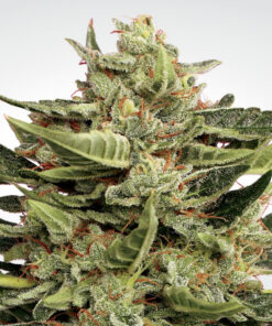 Vertigo auto Paradise Seeds