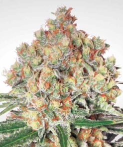 Auto Wappa Paradise Seeds