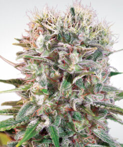 Wappa fem Paradise Seeds