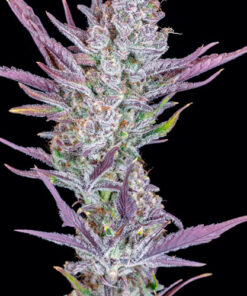 wedding glue fast buds