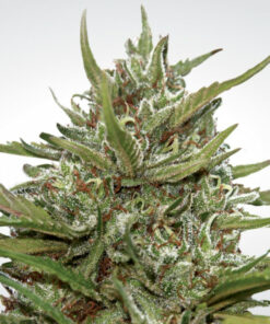 Auto Whiteberry Paradise Seeds