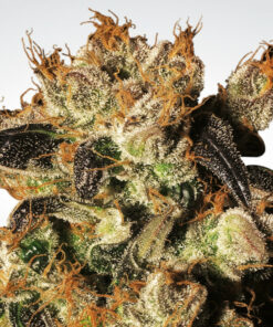 White Berry fem Paradise Seeds