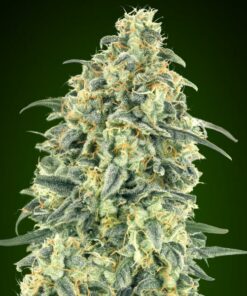 White Widow XXL auto 00 Seeds