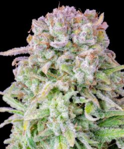 Afghan Kush auto Fast Buds