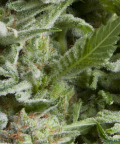 Alpujarrena auto Pyramid Seeds