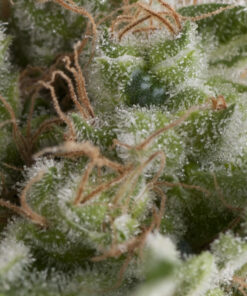 America Pie auto Pyramid Seeds